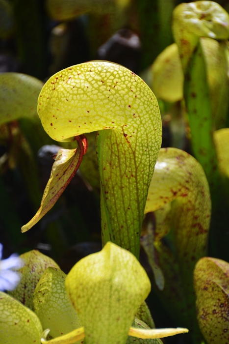 the rare plant Darlingtonia closeup